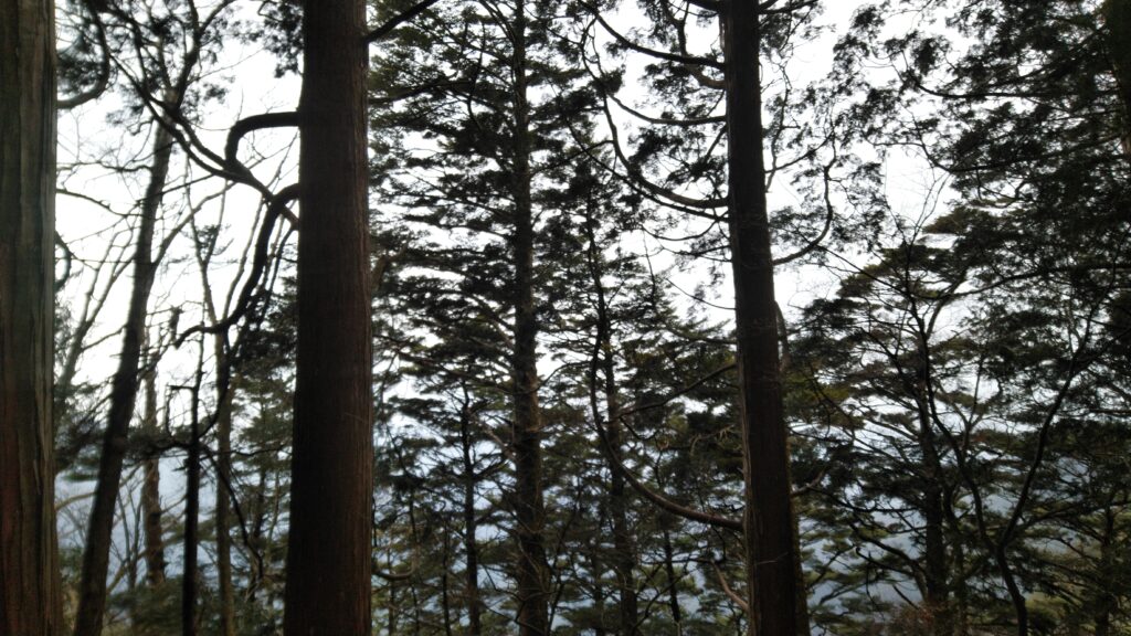 「玉置神社」の境内にある「杉の巨樹群」