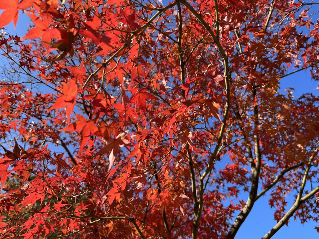 和歌山城内の紅葉