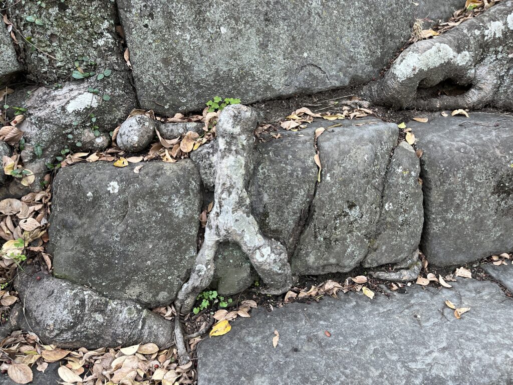 和歌山城の石垣「珍百景」の木の根っこ