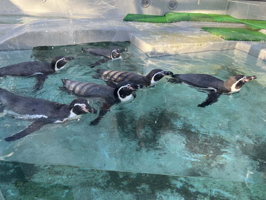 和歌山城内の動物園のフンボルトペンギン
