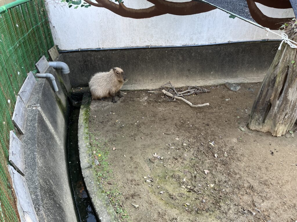 和歌山城内の動物園のカピバラ