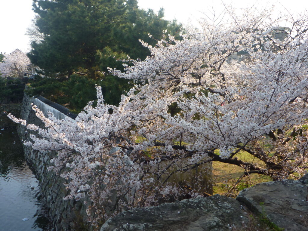 和歌山城内の桜