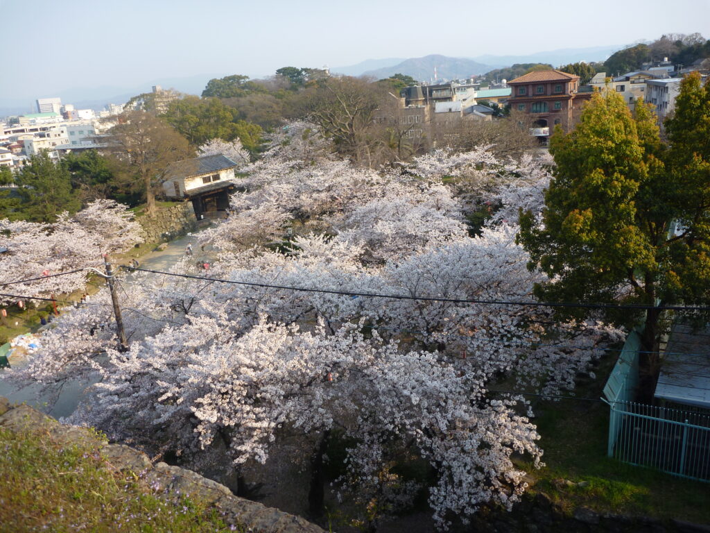 和歌山城内の桜