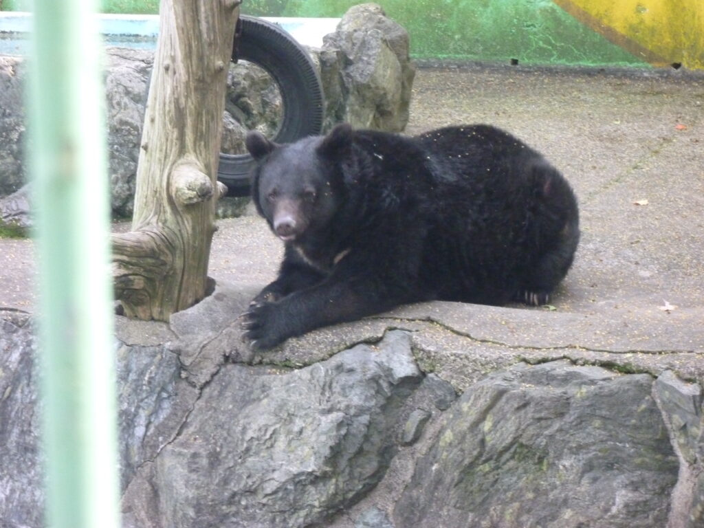 和歌山城内の動物園のクマのベニー